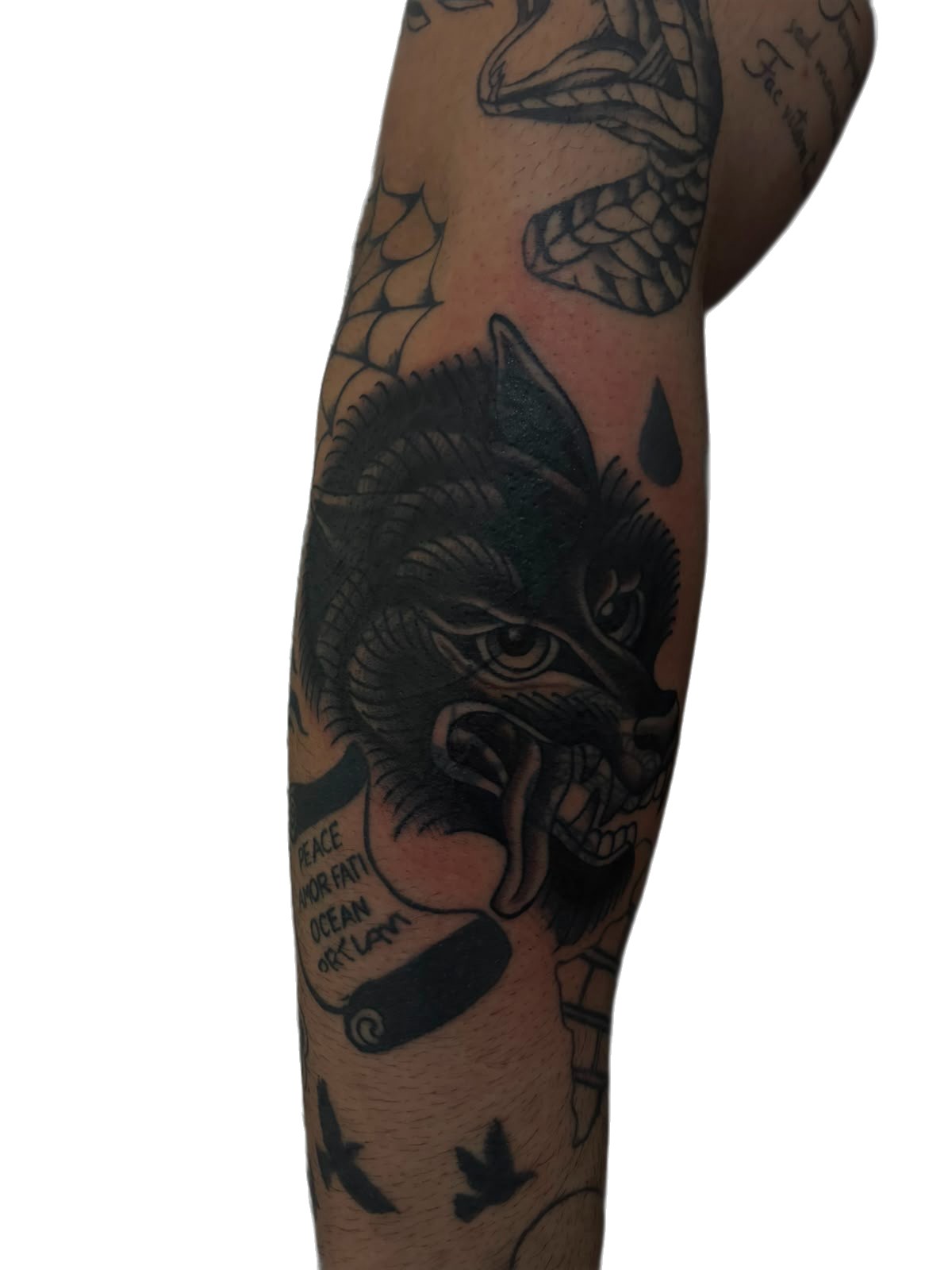 Bold traditional blackwork panther forearm tattoo with solid black fill – tattoo shop in Perth, Western Australia
